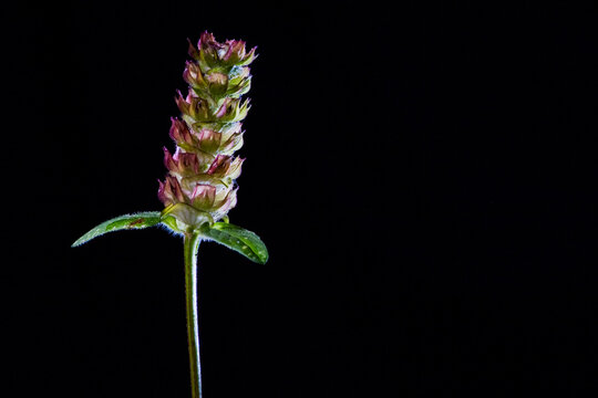 Closeup of a prunella vulgaris isolated on a black background