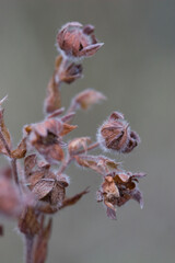 Vertical shot of dried Shrubby cinquefoil in a field with a blurry background - obrazy, fototapety, plakaty