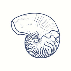 Hand-drawn realistic seashells. Shells of mollusks of various forms: coils, spirals, cone, scallops. Oceans nature in vintage style.