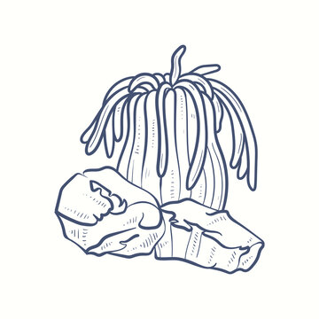 recommend clip art: Seaweeds silhouettes. Underwater coral reef, hand drawn sea kelp plant, isolated marine weeds outdoor ocean.