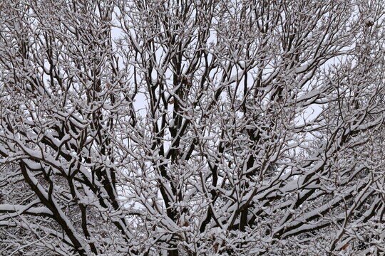Rami di una quercia con neve