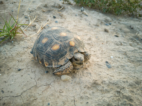 tortuga del desierto mexicano