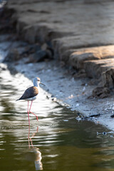 beautiful birds of nature