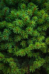 Christmas fir/pine tree branches