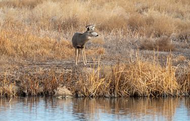 Mule Deer Buck Next to a Lake During the Fall Rut in Colorado