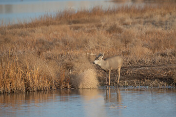 Mule Deer Buck Next to a Lake During the Fall Rut in Colorado