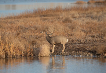 Obraz na płótnie Canvas Mule Deer Buck Next to a Lake During the Fall Rut in Colorado