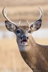 Selbstklebende Fototapeten This Deer Smiling at You © Lauriekay/Wirestock
