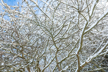 Branches covered with snow against a blue sky with some clouds from a looking up perspective,