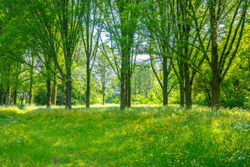 Fototapeta na wymiar Beautiful yellow colored fields in Buytenpark Zoetermeer, the Netherlands