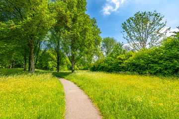 Beautiful yellow colored fields in Buytenpark Zoetermeer, the Netherlands