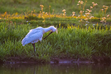 Obraz premium Common spoonbill; Platalea leucorodia; foraging in a meadow