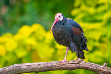 Southern bald ibis Geronticus calvus perched in a tree