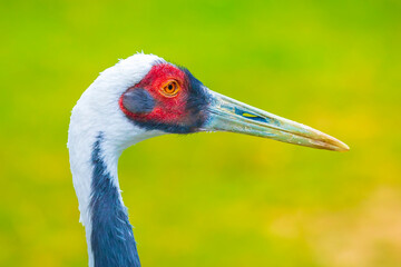 Closeup of a white-naped crane, Antigone vipio, Grus vipio, bird,