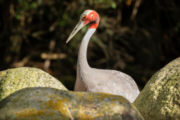 Obraz premium Closeup of a red-crowned crane, Grus japonensis, also called the Manchurian crane or Japanese crane bird