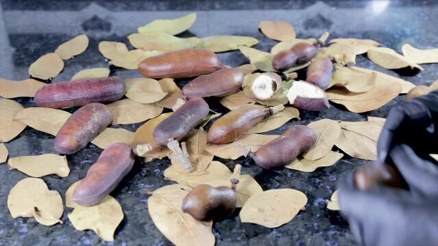 Ripe fruits of Jatob&aacute; (Hymenaea courbaril), video showing botanical and morphological details of the fruits, with a background of leaves from the tree of the same species