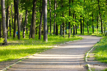 An empty dirt country road, a path for hiking through the green forest, park, woods in the spring season, at early summer. A bicycle path goes into a bend. Hiking trail among green grass, tall trees.