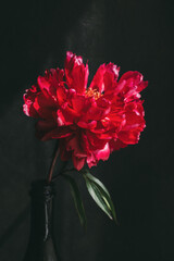 Beautiful dark crimson peony on a dark background.