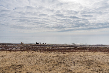 dogs on the beach shore of Black sea in Odessa Ukraine on overcast day