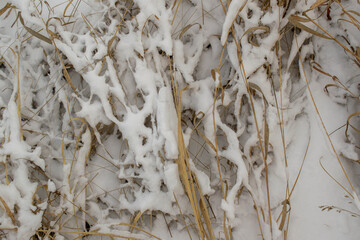 Dry grass and white snow. Concept of winter season, snowfall.
