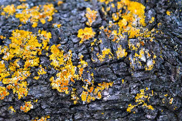 Nature background. Yellow moss adhering to a log.