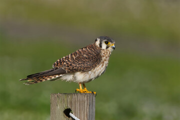 American Kestrel perched