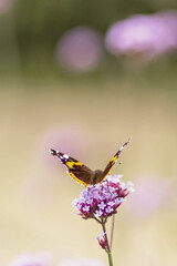 Butterfly close-up on a purple flower. Insects in the wild. Natural background