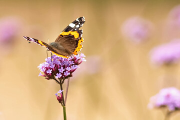 Butterfly close-up on a purple flower. Insects in the wild. Natural background