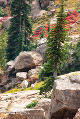 Mama and Baby Approach