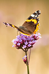Vlinderclose-up op een paarse bloem. Insecten in het wild. Natuurlijke achtergrond