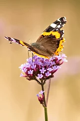 Fototapete Honigfarbe Schmetterlingsnahaufnahme auf einer purpurroten Blume. Insekten in freier Wildbahn. Natürlicher Hintergrund