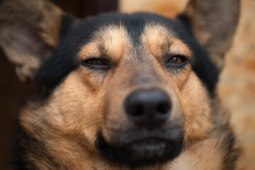 Portrait of a dog with narrowed eyes expressing calmness and confidence