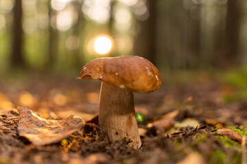 Large mushroom Boletus edulis in the autumn forest. The sun shines on the mushroom close-up.