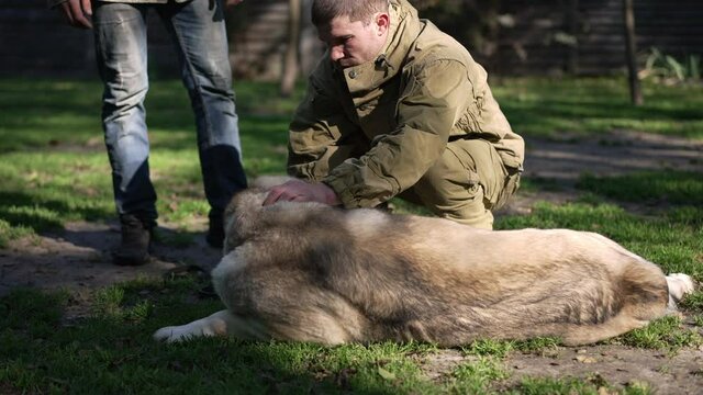 Caucasian male trainer stroking alabai talking with unrecognizable pet owner in slow motion. Man caressing big dog lying on green summer meadow in park. Animal training center