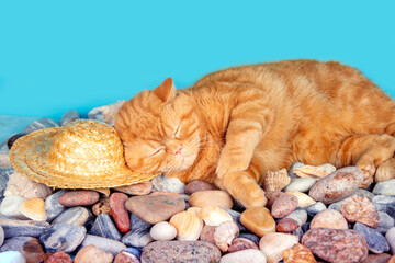 Portrait of funny ginger British shorthair cat lying on a pebbles against blue background