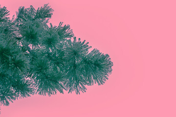 Pine branches covered with ice after freezing rain on background in trendy Pacific pink color