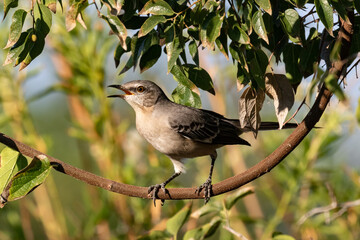 Mocking bird sitting on branch in a tree