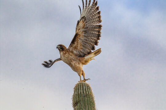 Red tail hawk getting ready to fly off a saguaro cactus with wings spread
