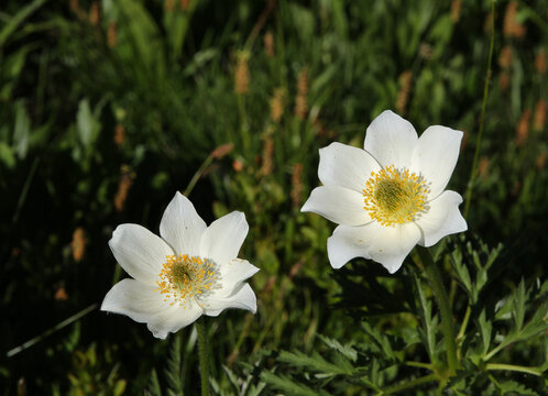 White alpine anemones.