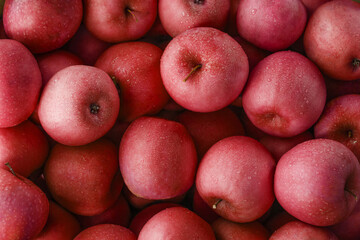 Ripe and juicy Red apples with dew drops.