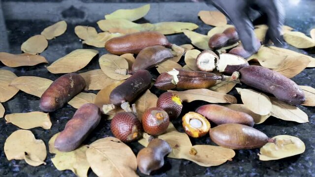 Ripe fruits of Jatob&aacute; (Hymenaea courbaril), video showing botanical and morphological details of the fruits, with a background of leaves from the tree of the same species