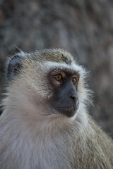 portrait of a vervet monkey