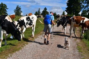 Man and his Lagotto Romagnolo dog meeting cows during hiking in Southtyrol 