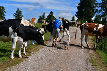 Man hiking with his Lagotto Romagnolo dog in Southtyrol and meeting cows