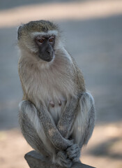 Female Vervet monkey (portrait) in Chobe, Botswana