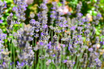 Obraz premium field of lavender