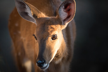 Young female Bushbuck which looks like Bambi