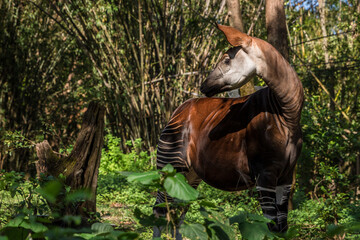 An okapi roaming in the forest.
