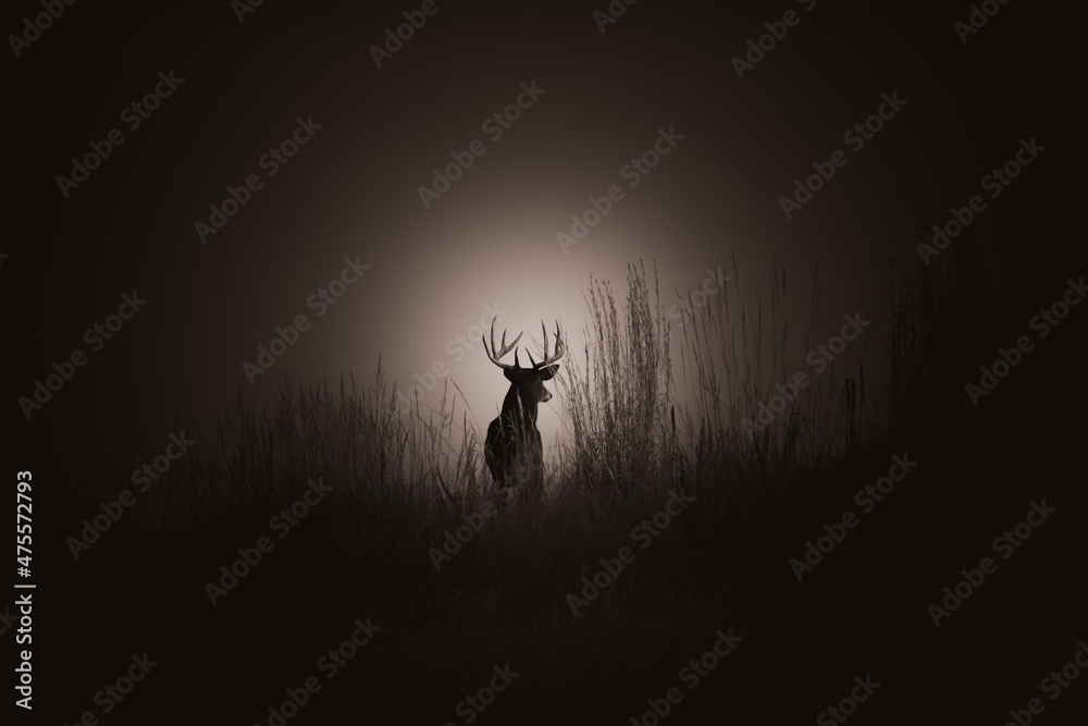 Wall mural silhouette of deer in a dark field covered in the fog in colorado, the us