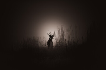 Silhouette of deer in a dark field covered in the fog in Colorado, the US